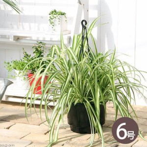 （観葉植物）オリヅルラン　吊り鉢タイプ　５〜６号（１鉢）