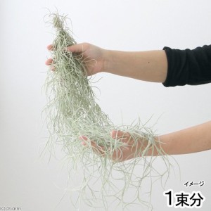 （観葉植物）エアープランツ　チランジア　ウスネオイデス　太葉タイプ　Ｌサイズ（１束分）