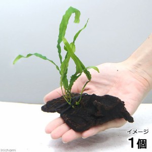 （水草）巻きたて　ミクロソリウム　セミナロー付流木　ミニサイズ（約８ｃｍ）（無農薬）（１本）