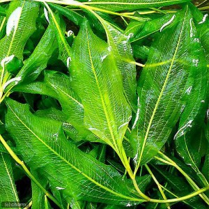 （水草）ポタモゲトン　ルーケンス（水中葉）（無農薬）（１本）