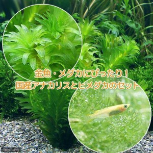 （めだか）（水草）メダカ・金魚藻　国産　アナカリス（無農薬）（５本）＋ヒメダカ（６匹）