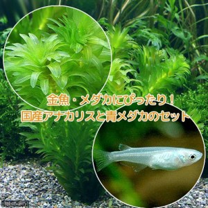 （めだか）（水草）メダカ・金魚藻　国産　アナカリス（無農薬）（５本）＋青メダカ（６匹）