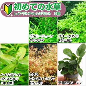 （水草）初めての水草　レイアウトチャレンジセット　５種（水上葉）