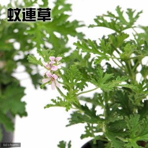 （観葉植物）ハーブ苗　カレンソウ（蚊連草・蚊嫌草）　３号（１ポット）　家庭菜園　虫除け植物