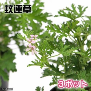 （観葉植物）ハーブ苗　カレンソウ（蚊連草・蚊嫌草）　３号（３ポット）　家庭菜園　虫除け植物