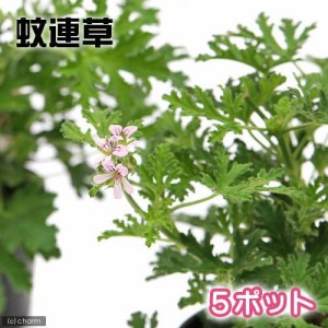 （観葉植物）ハーブ苗　カレンソウ（蚊連草・蚊嫌草）　３号（５ポット）　家庭菜園　虫除け植物