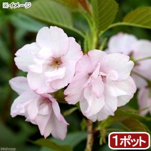 （山野草）盆栽　サクラ（桜）　旭山桜　３．５号（１ポット）