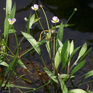 （ビオトープ）水辺植物　バルデリア　ラヌンクロイデス（１ポット）　抽水植物