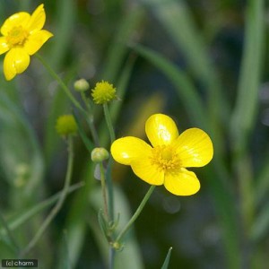 （ビオトープ）水辺植物　ラヌンクルス　リングア（アフリカソウ）３〜４号（１ポット）抽水植物