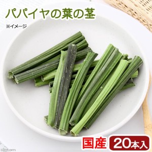 国産　パパイヤの葉の茎　２０本入り　かじり木　小動物用のおもちゃ　無添加　無着色　うさぎ　モルモット　毛球ケア (ハムスター)