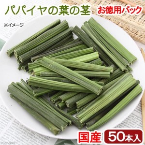 国産　パパイヤの葉の茎　５０本入り　お徳用パック　かじり木　小動物用のおもちゃ　無添加　無着色　うさぎ　モルモット　毛球ケア (ハ