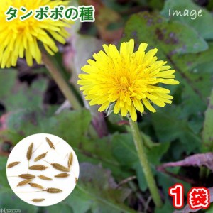 たんぽぽの種（１袋）ハーブ　栽培　家庭菜園　種子