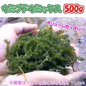 （海水魚）海藻　生餌　ウミブドウミックス　グラム売り　５００ｇ