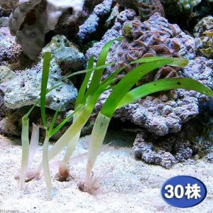 （海水魚）海草　リュウキュウスガモ（３０株）