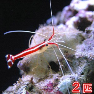 （海水魚）エビ　スカンクシュリンプ　Ｓサイズ（２匹）