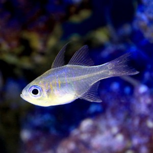 （海水魚）沖縄産　イトヒキテンジクダイ（１０匹）