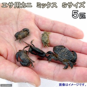 （海水魚）カニ　生餌　エサ用カニ　ミックス　Ｓサイズ（５匹）　活餌