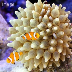 （海水魚）カクレクマノミ　Ｍサイズ（２匹）＋サンゴイソギンチャクセット（１セット）