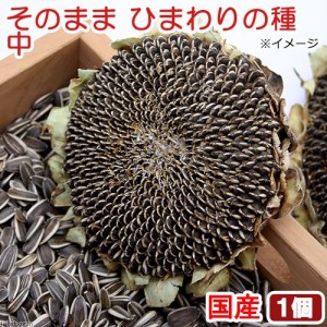 国産　そのままひまわりの種　中　１個　小動物用のおやつ　おもちゃ　ハムスター　無添加　無着色 (ハムスター 餌)