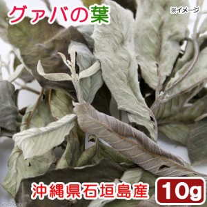 沖縄県石垣島産　グァバの葉　１０ｇ　小動物のおやつ　国産　無添加　無着色 (ハムスター 餌)