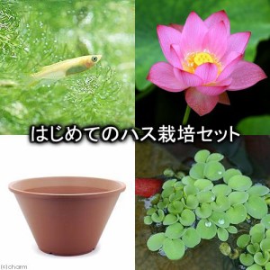 （ビオトープ）（めだか）はじめてのハス栽培セット　即非蓮＋陶鉢４４０＋ヒメダカ＋浮き草　他　説明書付　本州四国限定