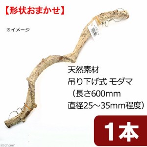 天然素材　吊り下げ式　モダマ　Ｍ６０Ｈ　（長さ６００ｍｍ　直径２５〜３５ｍｍ程度）　スパイラルパーチ