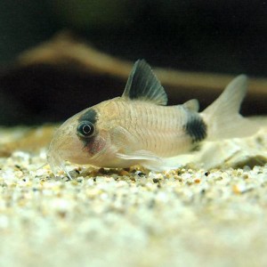 （熱帯魚）コリドラス・パンダ（９匹）　北海道航空便要保温