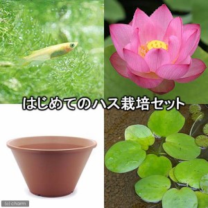 （ビオトープ）（めだか）はじめてのハス栽培セット　大賀ハス＋陶鉢４４０＋ヒメダカ＋浮き草　他　説明書付　本州四国限定