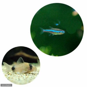 （熱帯魚）グリーンネオンテトラ（２０匹）＋コリドラス・パンダ（１匹）　北海道・九州航空便要保温