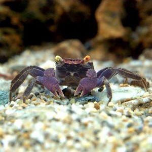 （エビ・カニ）バンパイア・クラブ（３匹）　北海道・九州航空便要保温