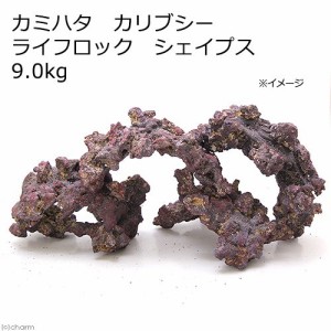 カミハタ　カリブシー　ライフロック　シェイプス　９．０ｋｇ　人工ライブロック