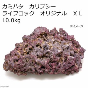 カミハタ　カリブシー　ライフロックオリジナル　ＸＬ　１０．０ｋｇ