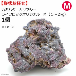 カミハタ　カリブシー　ライフロックオリジナル　Ｍ（１〜２ｋｇ）　１個　形状おまかせ