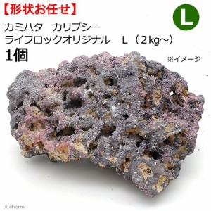 カミハタ　カリブシー　ライフロックオリジナル　Ｌ（２Ｋｇ〜）　１個　形状おまかせ