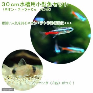 （熱帯魚）３０ｃｍ水槽用小型魚セット（ネオンテトラ１０匹＋Ｃｏ．パンダ３匹）　北海道航空便要保温