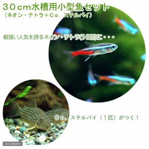 （熱帯魚）３０ｃｍ水槽用小型魚セット（ネオンテトラ１０匹＋コリドラス・ステルバイ１匹）　北海道・九州航空便要保温