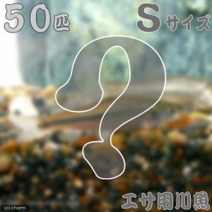 （淡水魚）生餌　エサ用川魚　Ｓサイズ（５０匹）　活餌