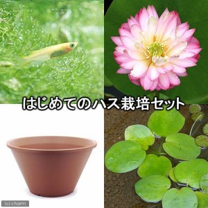 （ビオトープ）（めだか）はじめてのハス栽培セット　童歌＋陶鉢４４０＋ヒメダカ＋浮き草　他　説明書付　本州四国限定