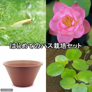 （ビオトープ）（めだか）はじめてのハス栽培セット　火花＋陶鉢４４０＋ヒメダカ＋浮き草　他　説明書付　本州四国限定