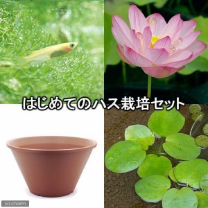 （ビオトープ）（めだか）はじめてのハス栽培セット　招福蓮＋陶鉢４４０＋ヒメダカ＋浮き草　他　説明書付　本州四国限定