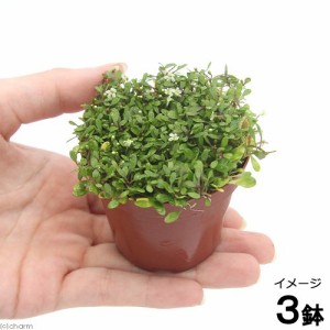 （水草）グロッソスティグマ（水上葉）鉢植え（無農薬）（３鉢）