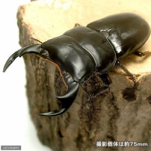 （昆虫）アンタエウスオオクワガタ　ブータン　トンサ産　幼虫（初〜２令）（３匹）　北海道・九州航空便要保温