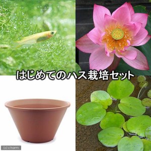 （ビオトープ）（めだか）はじめてのハス栽培セット　赤蓮＋陶鉢４４０＋ヒメダカ＋浮き草　他　説明書付　本州四国限定