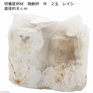 ★冷蔵　培養産卵材　微創研　Ｍ　２玉　レイシ　直径約８ｃｍ　別途クール手数料　常温商品同梱不可