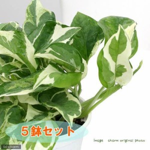 （観葉植物）ポトス　エンジョイ　３〜３．５号（５ポット）