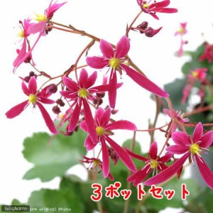 （山野草）ダイモンジソウ（大文字草）　花色おまかせ　３号（３ポットセット）