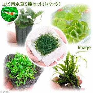 （水草）エビ用水草５種セット（水中葉）（無農薬）（１セット）