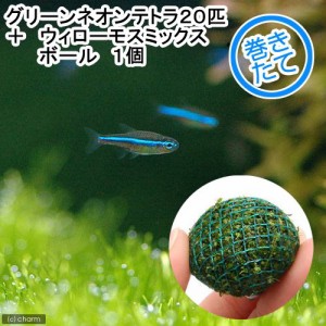 （熱帯魚）（水草）グリーンネオンテトラ（２０匹）＋ウィローモス　ミックス　ボール　１個　北海道・九州航空便要保温