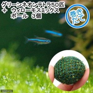 （熱帯魚）（水草）グリーンネオンテトラ（５０匹）　＋　ウィローモス　ミックス　ボール　３個　北海道・九州航空便要保温