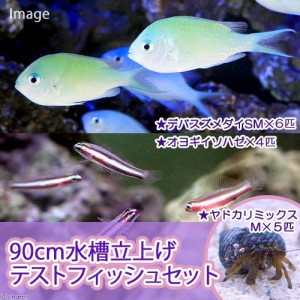 （海水魚）９０ｃｍ水槽立上げテストフィッシュセット（１セット）